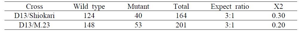 d13유전자의 분리비 검정