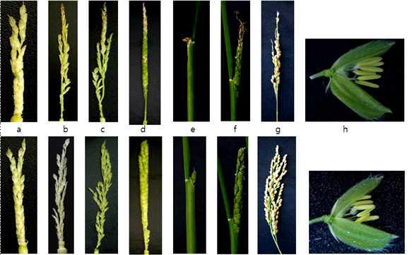 화청벼와 PAA mutant의 발달 단계별 이삭 표현형 비교
