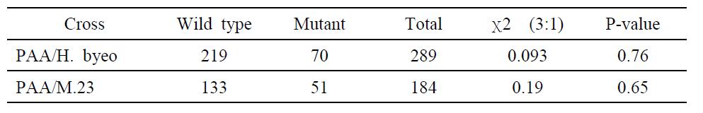 PAA mutant의 분리비 검정