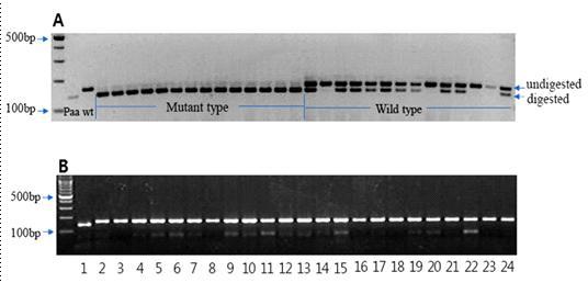 PAA gene의 구조와 mutation point.