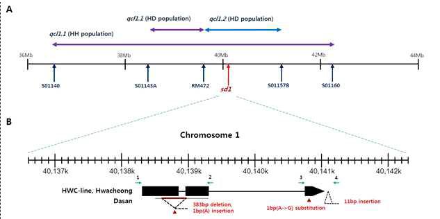 qcl1.1 주변 marker의 physical position과 (A) Indica-like mutant와 다산, 화청 간의 sd1 sequence variation (B).
