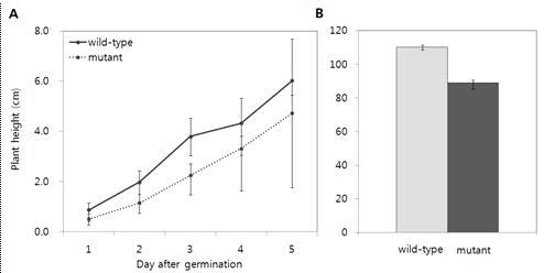 wild-type 과 es-k1 mutant 의 표현형관찰. (A) 유모기 시기별 초장 비교, (B). 생장 완료 후 초장 비교