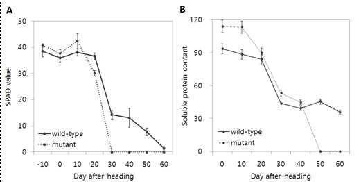 Physiological difference between wild-type and mutant plants (a) SPAD value, and (b) soluble protein content.
