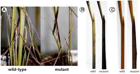 Morphological differences between wild-type and mutant plants. (a) lesion mimic spots on stems, (b) NBT staining, (c) DAB staining.