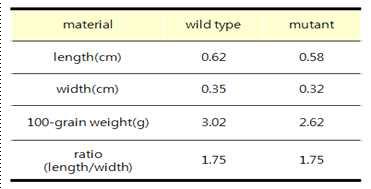 Morphological differences between wild-type and mutant plants of grain size.