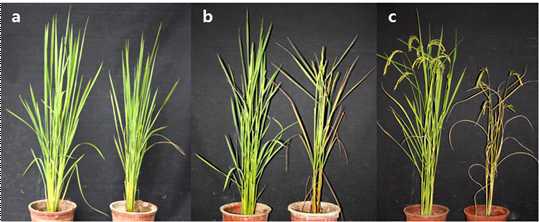 원 품종인 고시히카리와 senescence mutant의 개체 사진 a. 최고분얼기 b. 출수기 c. 등숙기