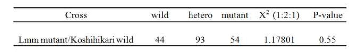 lmm mutant의 분리비 검정