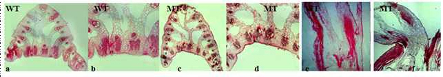 Lamina joint paraffin section(a-b, wild type cross section; c-d mutant type cross section; e-f, longitudinal section)