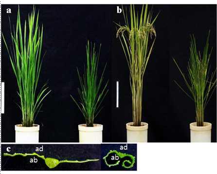 Wild type과 mutant의 식물체 비교(a, 출수 전; b, 출수 후; c, 잎 횡단 사진; 좌, wild type; 우, mutant; ad, adaxial side; ab,abaxial side)