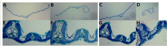 잎의 해부학 구조 관찰(A,E: wild type의 지엽, B,F: mutant type의 지엽 C,G: Wild type의 상위 두 번째 잎, D,H: mutant type의 상위 두 번째 잎)