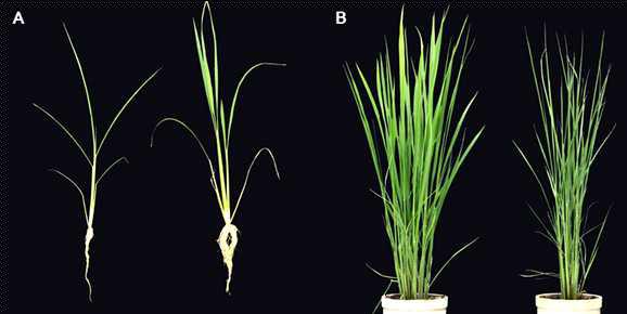 wild type 일품과 mutant의 식물체 비교. A. 파종 6주 후 (우 Wild type, 좌 Mutant type), B. 출수기 전 (좌 Wild type, 우 Mutant type)