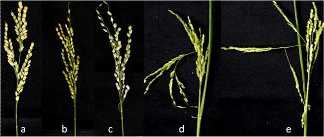 wild type과 abnormal branching panicle mutant 의 이삭 비교 사진(a, wild type 화청의 이삭 b-e, abnormal branching panicle mutant의 이삭)