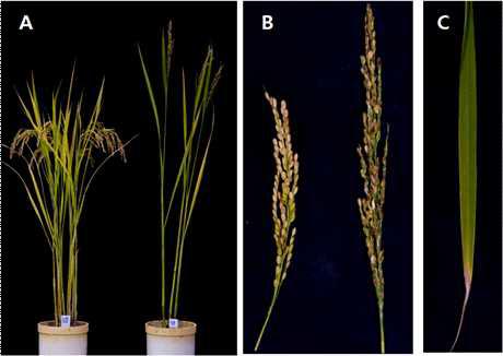 Wild type과 Big panicle 돌연변이체의 표현형 비교. (A) Wild type (왼쪽)과 돌연 변이체 (오른쪽)의 초형. (B) Wild type (왼쪽)과 돌연변이체 (오른쪽)의 이삭. (C) 돌연변이체 의 잎