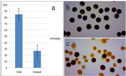 Wild type과 돌연변이체의 임실율 및 화분활력 비교