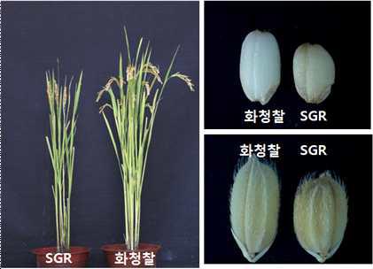 wild type 화청찰과 SGR 비교