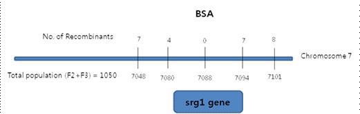 srg1 유전자의 정밀유전자지도 작성