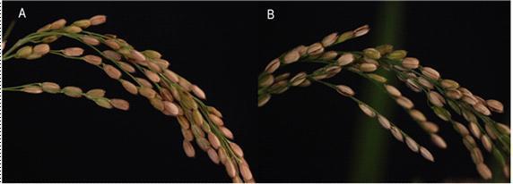 split hull 돌연변이체의 이삭사진. A)Wild, B)split hull