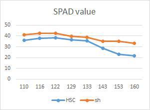 생육일수에 따른 SPAD value 변화