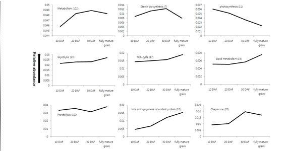 벼 등숙과정 중 유전자 function categories 에 대한 composite protein expression profiles. ( ) 안의 숫자는 동정된 단백질의 수