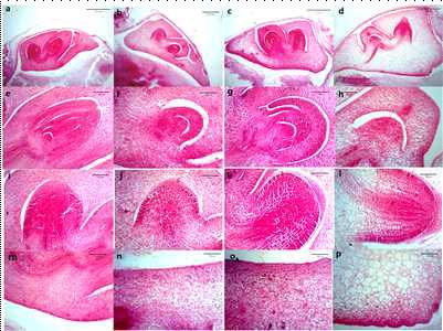 배아의 조직학적 구조 (15 DAP). 화청(a, e, i, m), ge-m(b, f, j, n), ge(c, g, k, o), ge-s(d, h, l, p) shoot(e-h), radicle(i-l), scutellum(m-p)