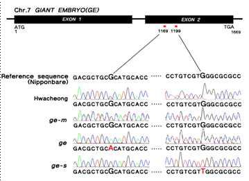세 가지 돌연변이들의 GE 유전자좌 sequence 비교
