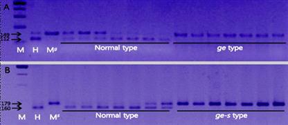 ge와 ge-s의 치환된 염기 부분에 대한 co-segregation test
