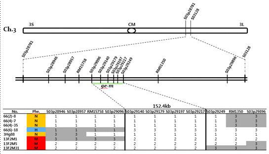 ge-m 유전자의 정밀지도