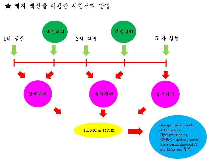 돼지 PED백신 처리 및 혈액에서 PBMC 분리 후 조사항목