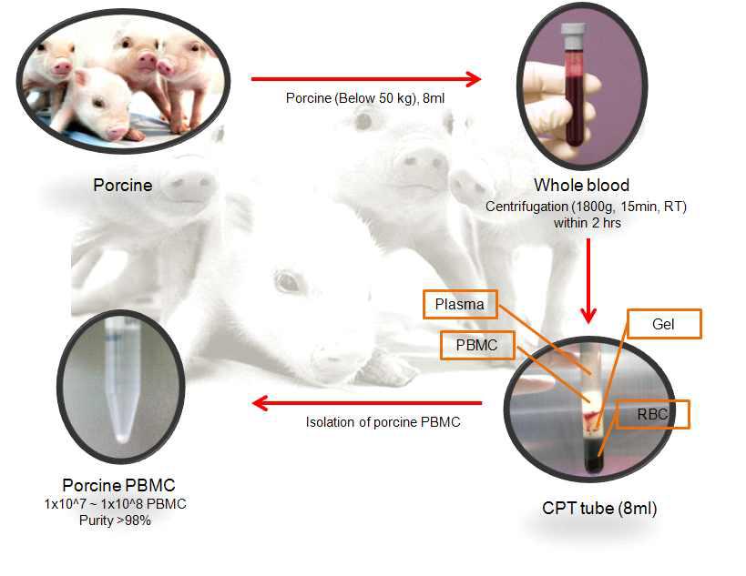 돼지 혈액에서 PBMC 분리 방법