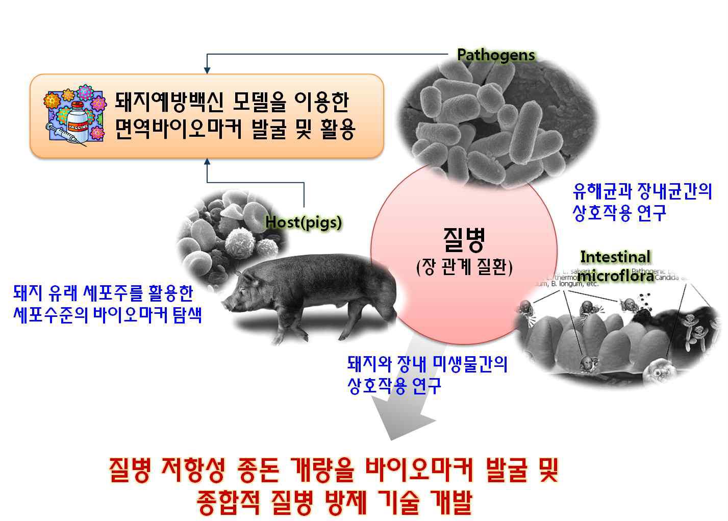 돼지예방백신 모델을 이용한 면역 바이오마커 발굴 및 활용 모식도