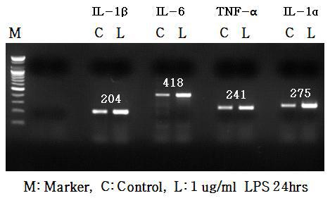 PBMC 분리를 통한 LPS 처리 시 면역인자의 발현