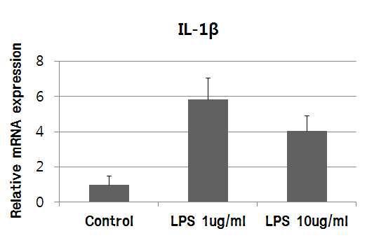 LPS 처리수준에 따른 IPEC-J2 내 IL-1β의 변화