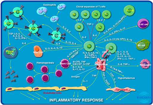 혈액 내 면역체계에서 염증반응 관련 cytokine과 신호전달체계