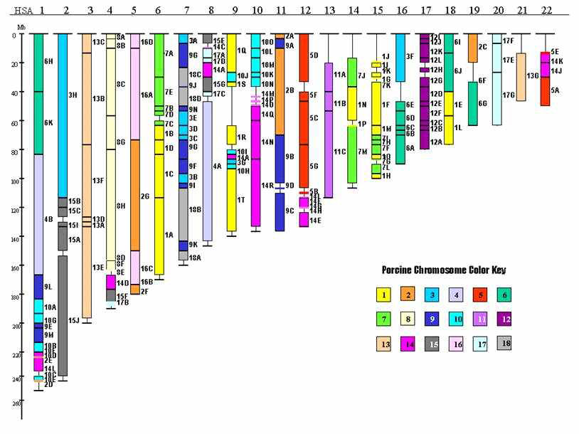 Conserved segments between human and pig autosome genomes