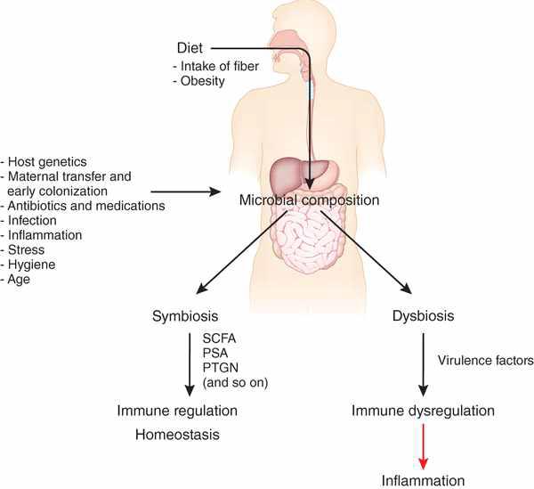 Diet, microbial composition and regulation of the immune system