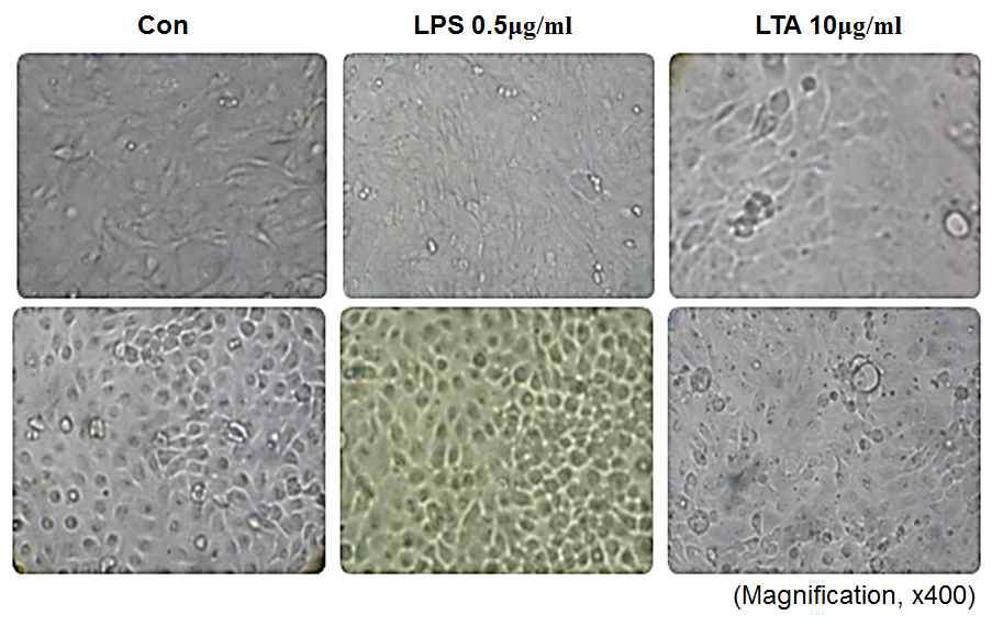 TLR2/4 리간드 처리로 인한 돼지 장상피세포 형태 변화.
