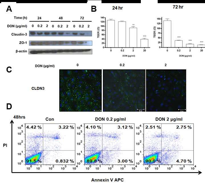DON에 의한 돼지 장상피세포의 결집력과 타잇정션 단백질의 발현 변화.