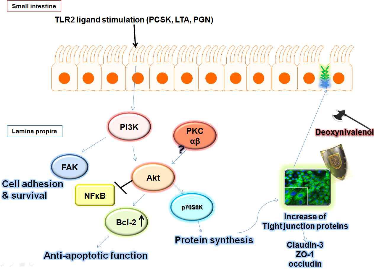 돼지 장상피세포의 TLR2 리간드에 의한 PI3K 신호전달 의존적 타잇정션 단백질 발현 조절 기전