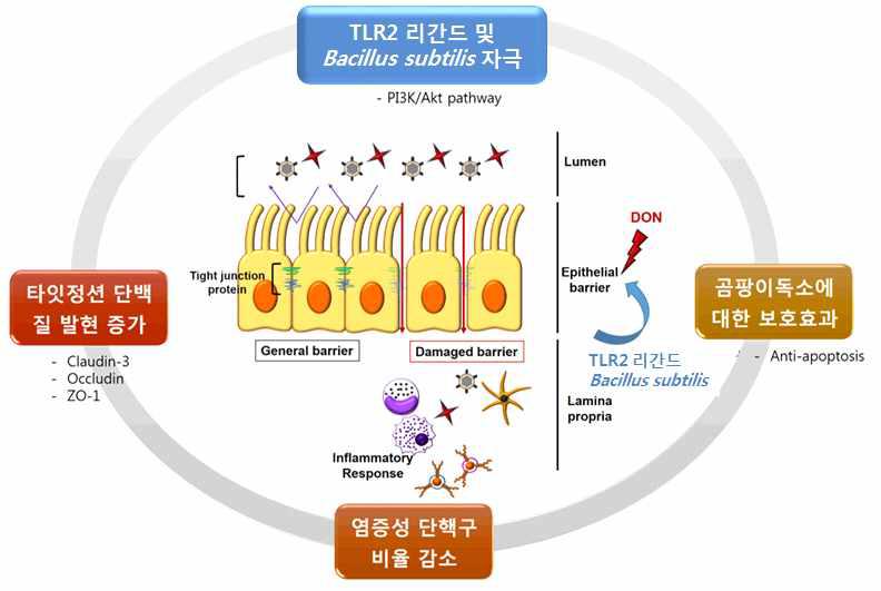 DON에 대한 돼지 장상피세포 반응 및 TLR2 리간드 및 Bacillus subtilis 에 의한 조절 기전과 면역세포에 미치는 영향