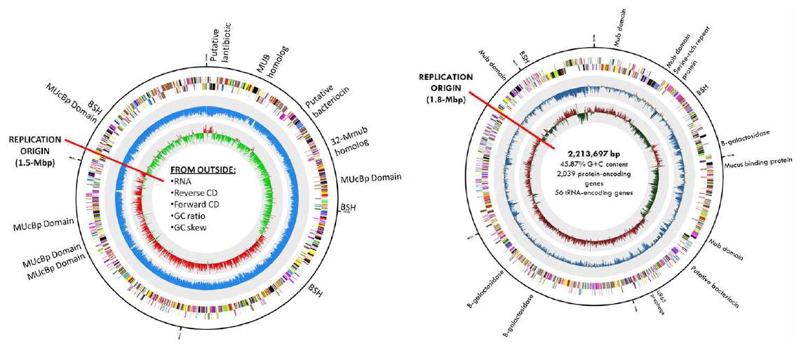 Genome map of Lactobacillus johnsonii PF01 and L. mucosae LM1