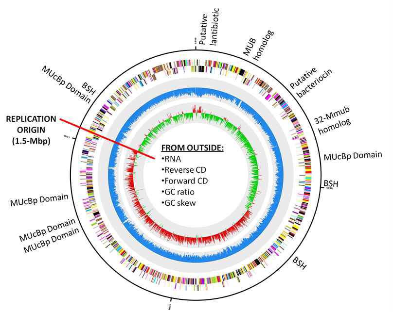 Genome map of L. johnsonii PF01 showing important functional genes for probiotics. Ring labels starting from outside: Reverse CD, Forward CD, GC Skew, GC ratio.