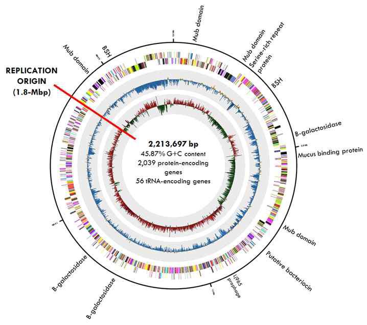 Genome map of L. mucosae LM1 showing important functional genes for probiotics. Ring labels starting from outside: Reverse CD, Forward CD, GC Skew, GC ratio.