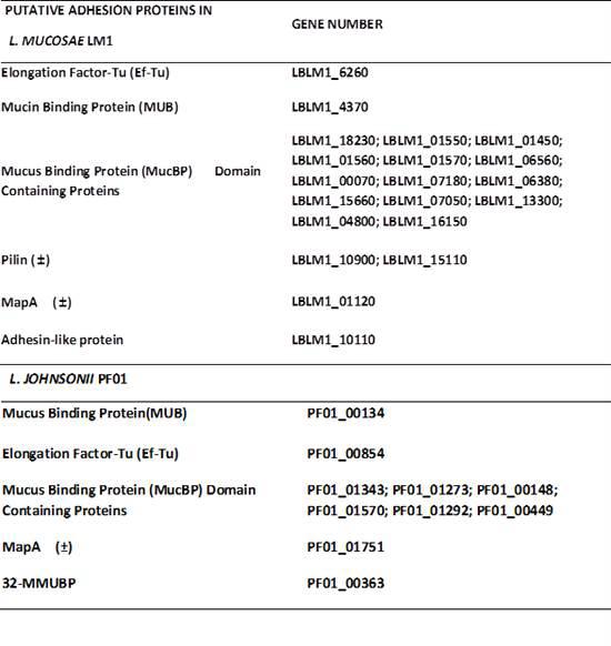 Putative adhesion factors detected in genome sequence from L. mucosae LM1, L. johnsonii PF01 using BLASTn and BLASTp search