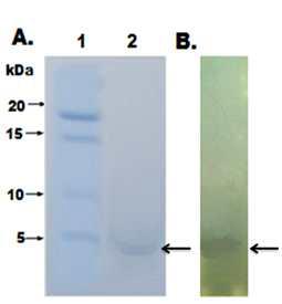 Tricine-SDS-PAGE and detection of antibacterial activity of the purified bacteriocin from L. salivarius PG1230.