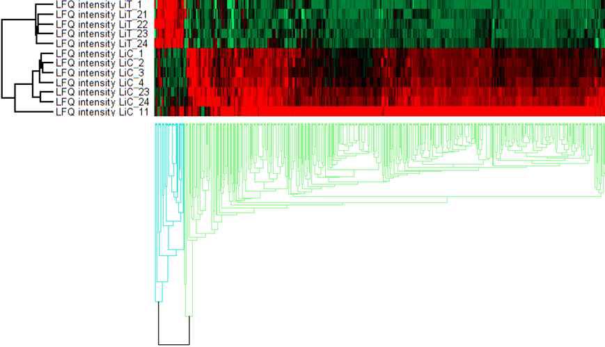 Hierarchical clustering of LFQ-intensity data, High LFQ-intensity are shown as red color and low LFQ-intensity as green color.