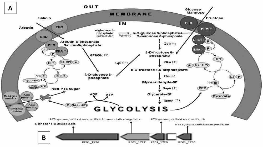 Proposed carbohydrate utilization and transport of extracellular sugars by Lactobacillus johnsonii PF01 for arbutin, salicin, glucose, mannose, and fructose uptake (A) and gene structure of the enzyme involved in arbutin and salicin metabolism (B), which was investigated by genome analysis.