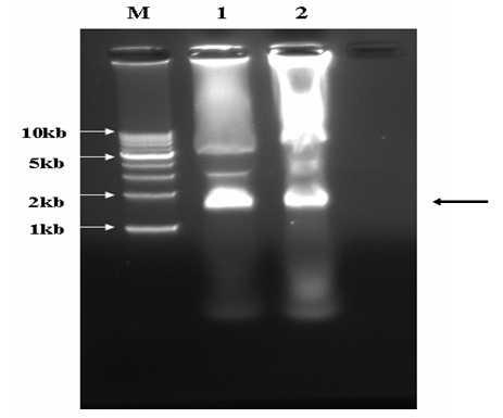 Agarose gel electrophoresis of plasmid DNAs isolated from Lactobacillus sp. M, 1kb DNA ladder; lane 1; lane 2, plasmid DNAs.