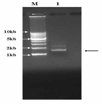 Agarose gel electrophoresis of plasmid pLPF72 recovered from LPF7 strain. M, 1kb ladder; lane 1, pLPF72.