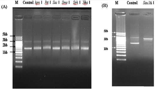 Digestion of pLPF72 with restriction enzymes.