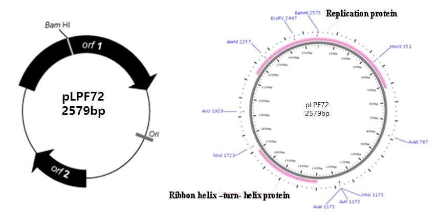 Maps of plasmid. Open reading frames are indicated by bold arrows.